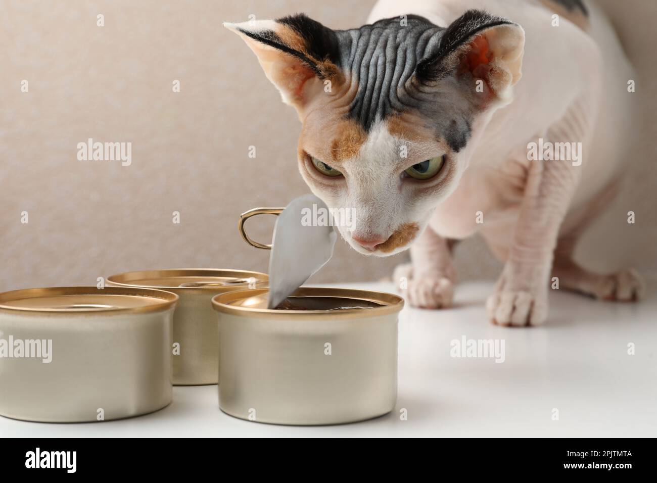 Sphynx hotsell cat eating
