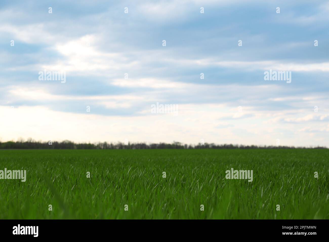Picturesque view of green agricultural field on cloudy day Stock Photo ...