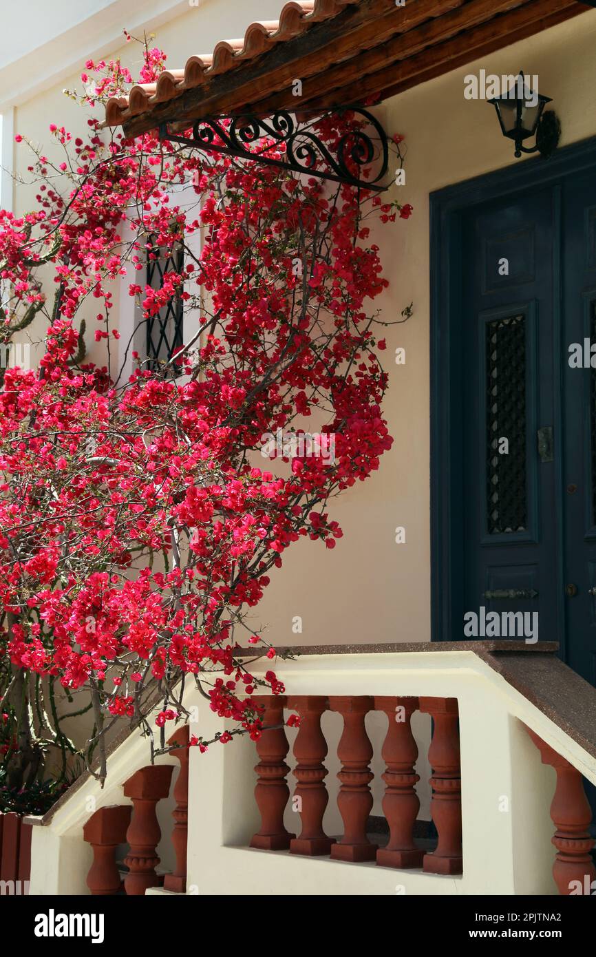 Plant with beautiful pink flowers near house entrance Stock Photo Alamy