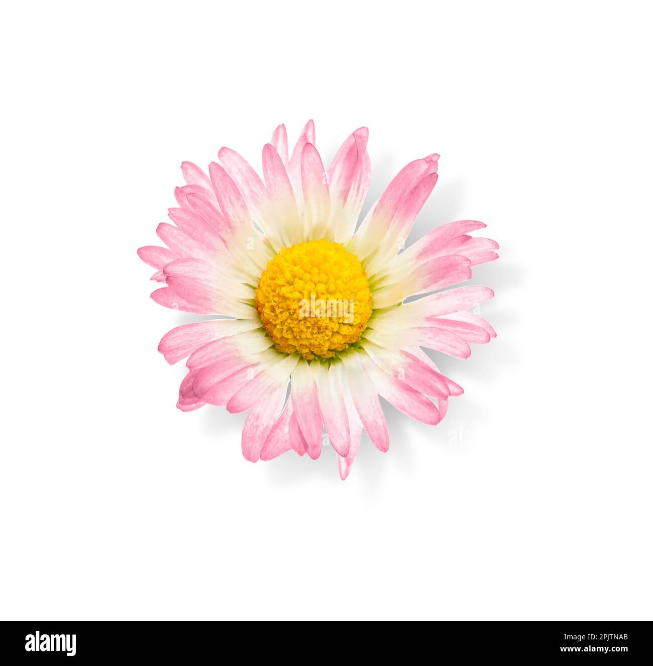 One beautiful daisy flower on white background Stock Photo - Alamy