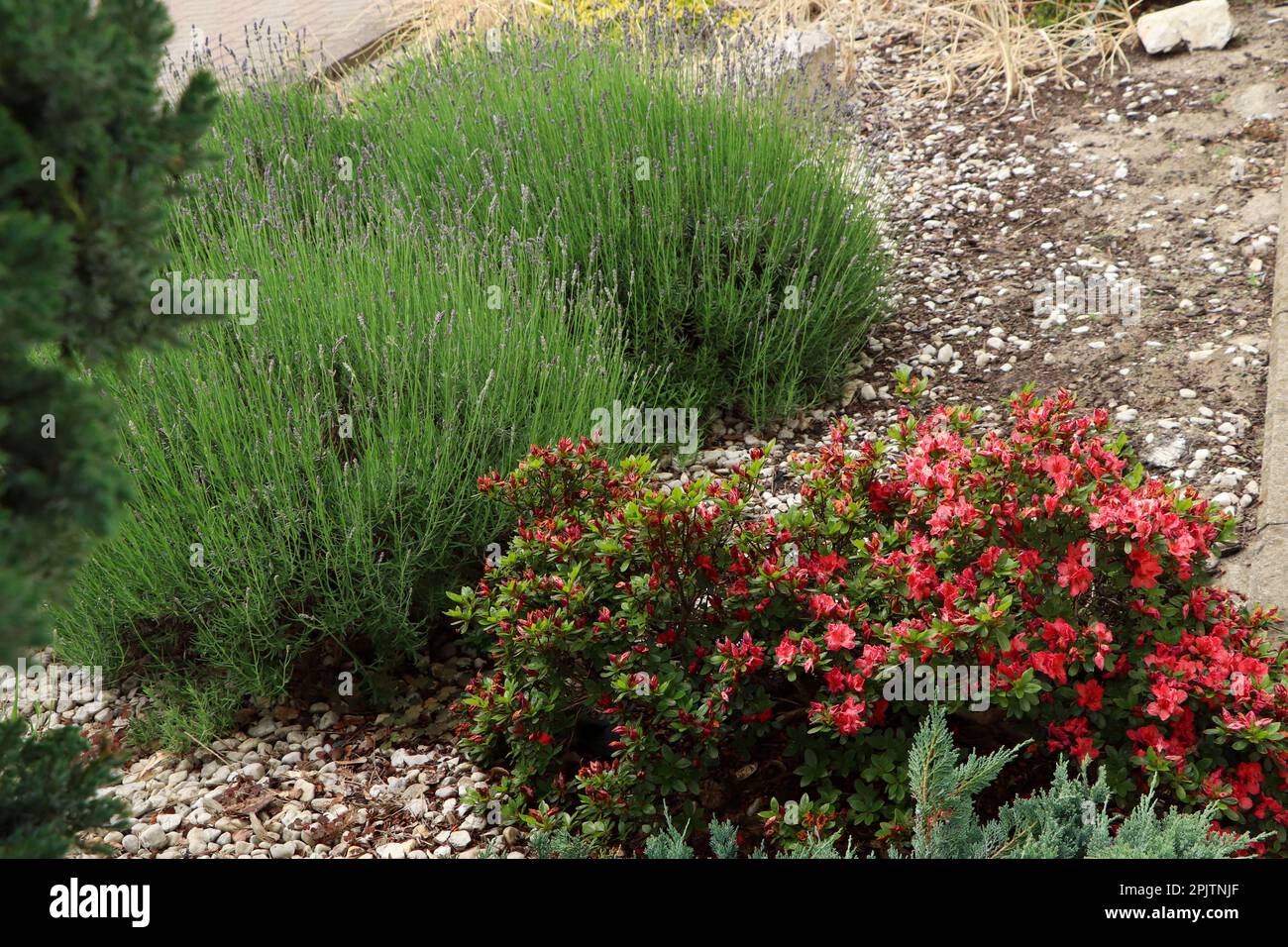 Beautiful plants among gravel outdoors. Gardening and landscaping Stock ...