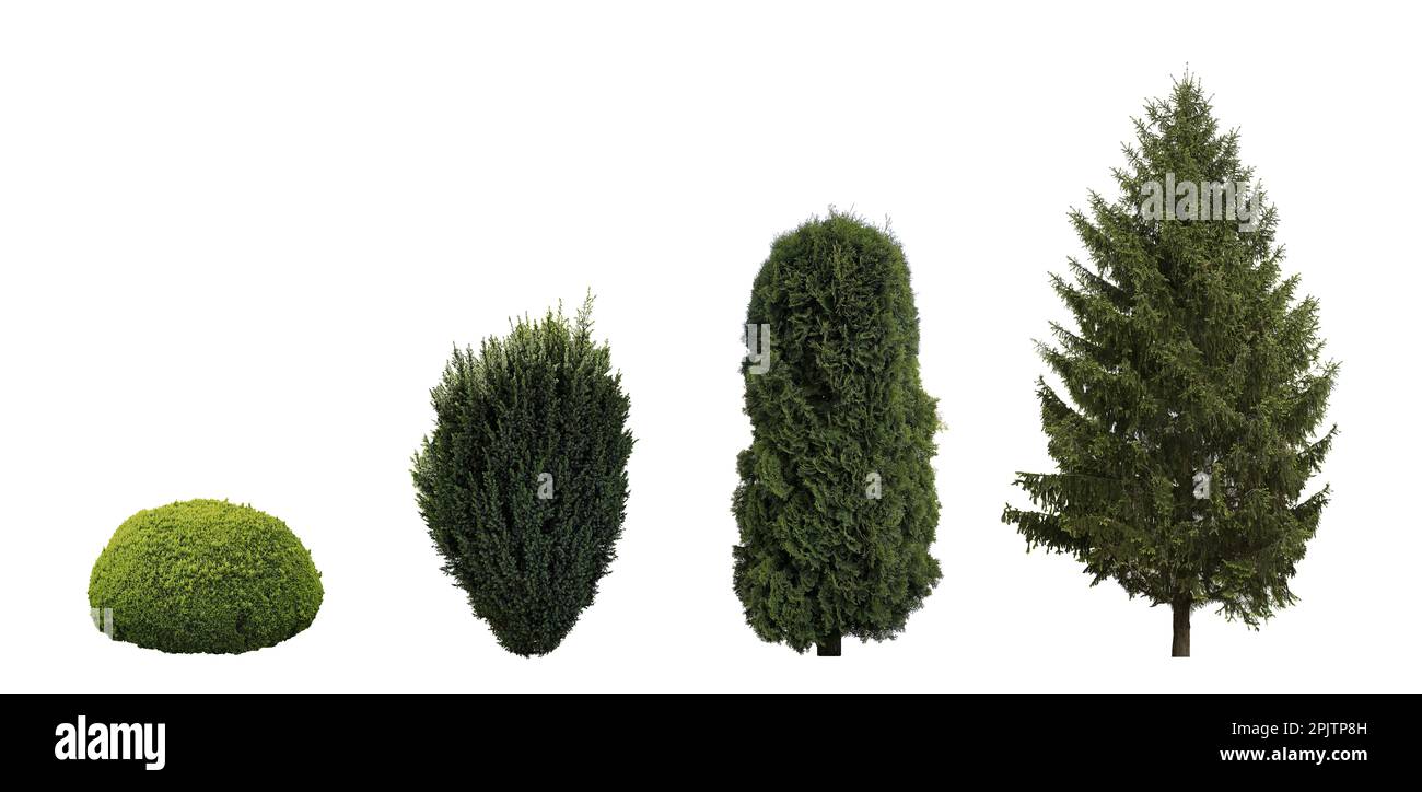 Set with beautiful green coniferous tree and shrubs on white background. Banner design Stock Photo