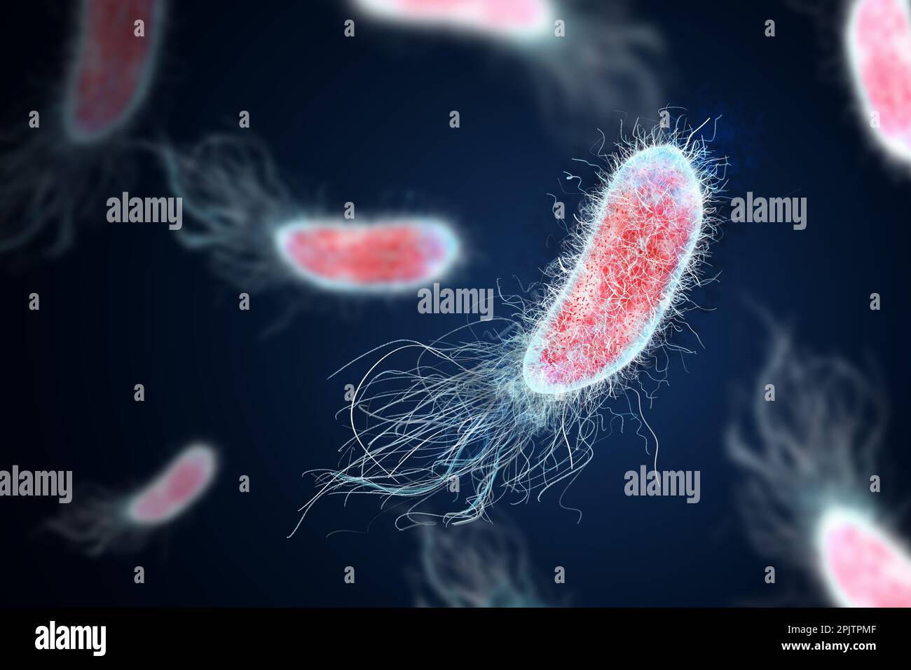 Bacteria colony under microscope, illustration. Cystitis, infection of