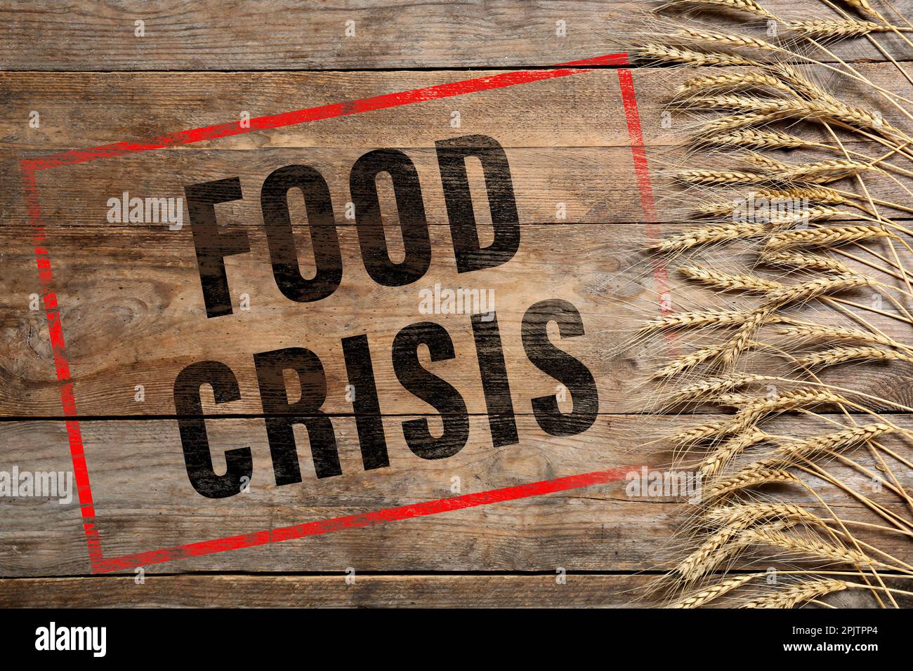 Global food crisis concept. Wheat spikes on wooden background, flat lay Stock Photo