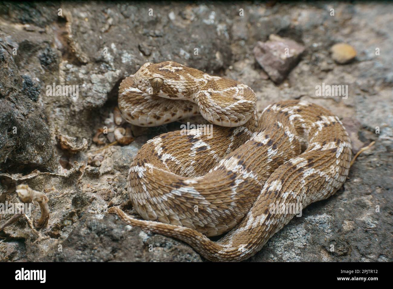 Saw scaled viper (echis carinatus), satara maharashtra india (2) Stock Photo