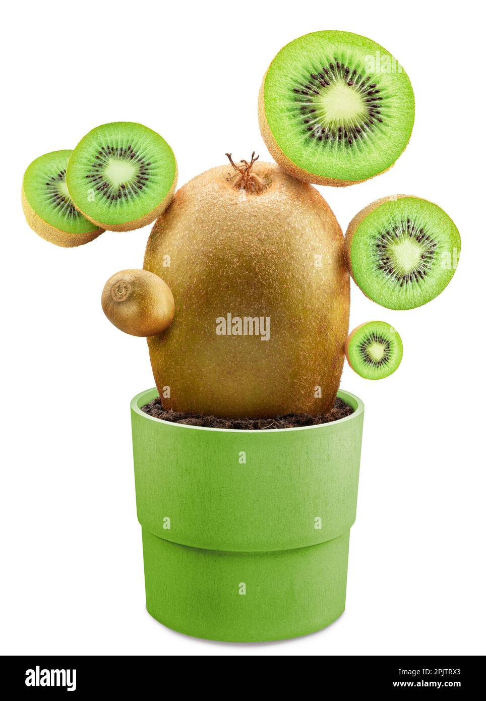 Creative image. Green kiwi and kiwi slices arranged like to cactus, planted  in green pot on white background Stock Photo - Alamy