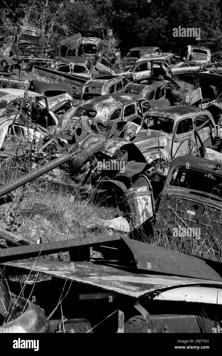 Vintage motor cars rusting outside at Horopito Auto Wreckers Smash