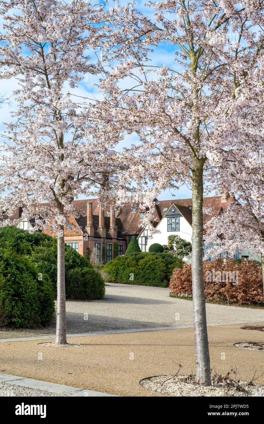 Prunus x yedoensis. Yoshino cherry tree avenue outside RHS Wisley Gardens in march. Wisley, Surrey, England Stock Photo