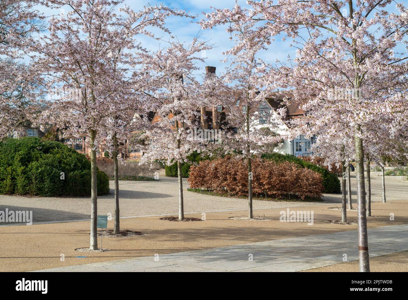 Prunus x yedoensis. Yoshino cherry tree avenue outside RHS Wisley