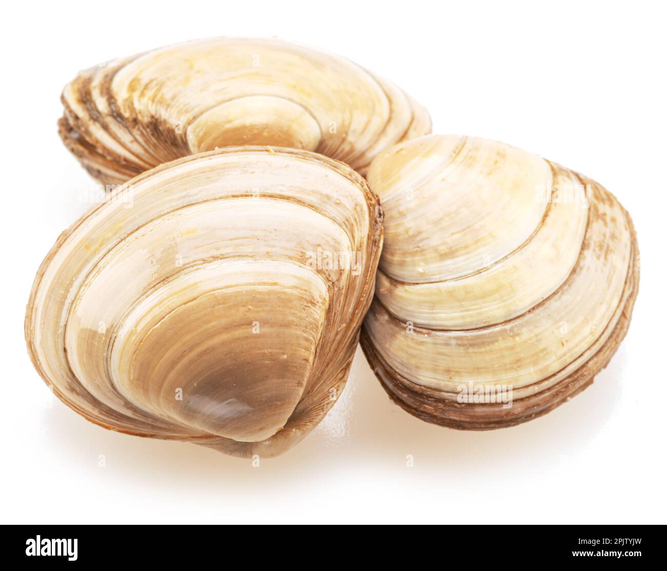 Edible raw clams isolated on white background. Delicacy food Stock