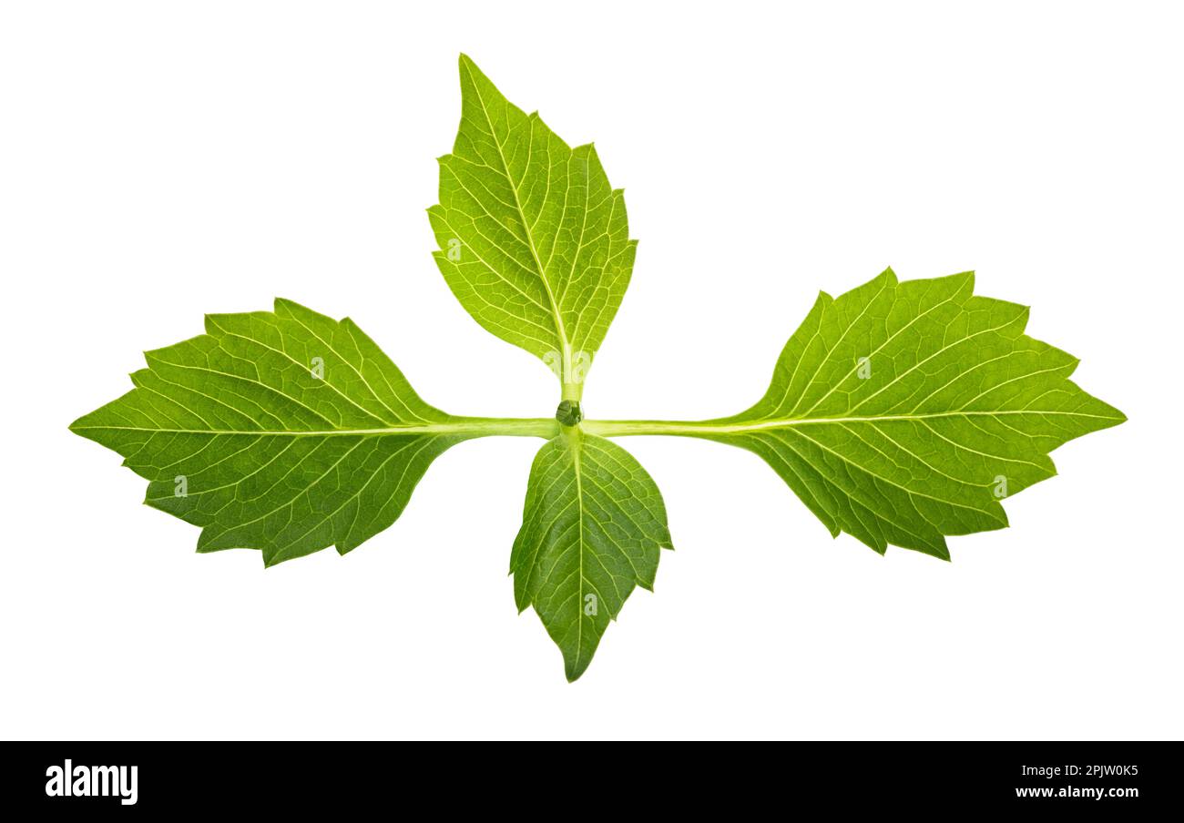 Dahlia leaves hires stock photography and images Alamy