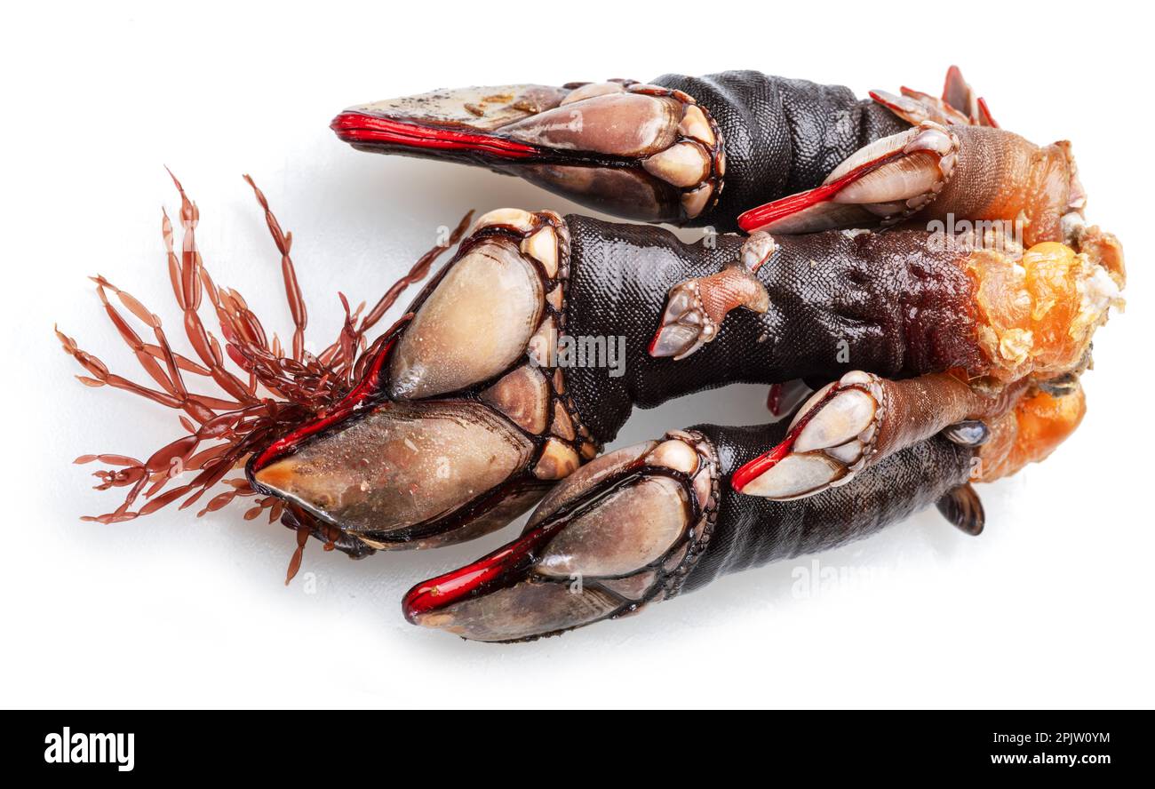 Raw goose barnacles close up isolated on white background. Stock Photo