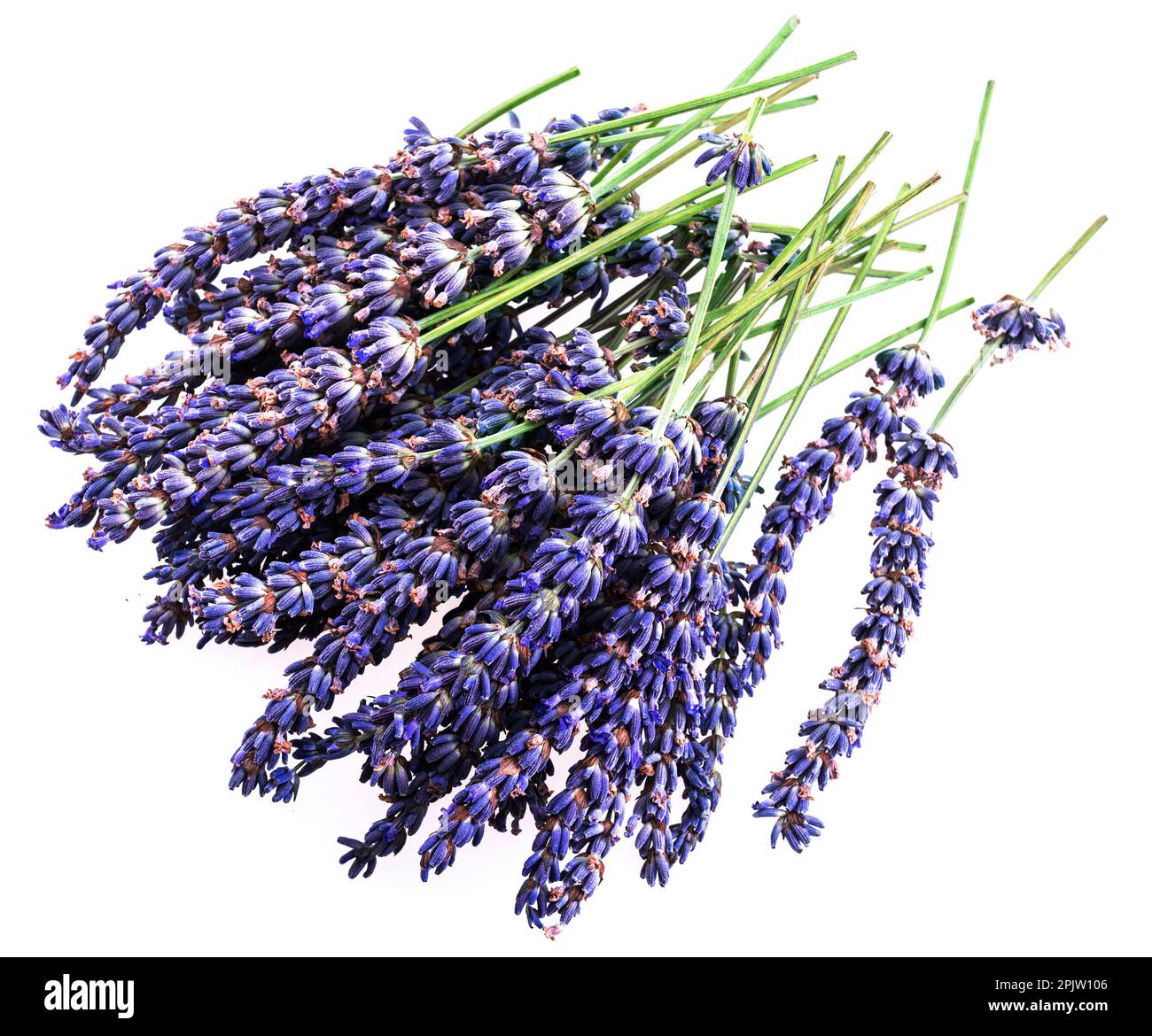 Lavender flowers closeup isolated on white background Stock Photo - Alamy