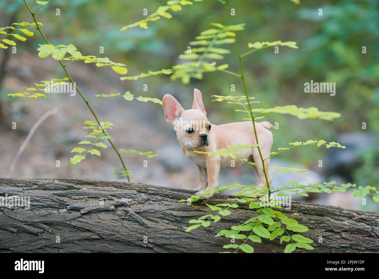 An adorable french bulldog puppy on a tree in a forest with a blurry ...