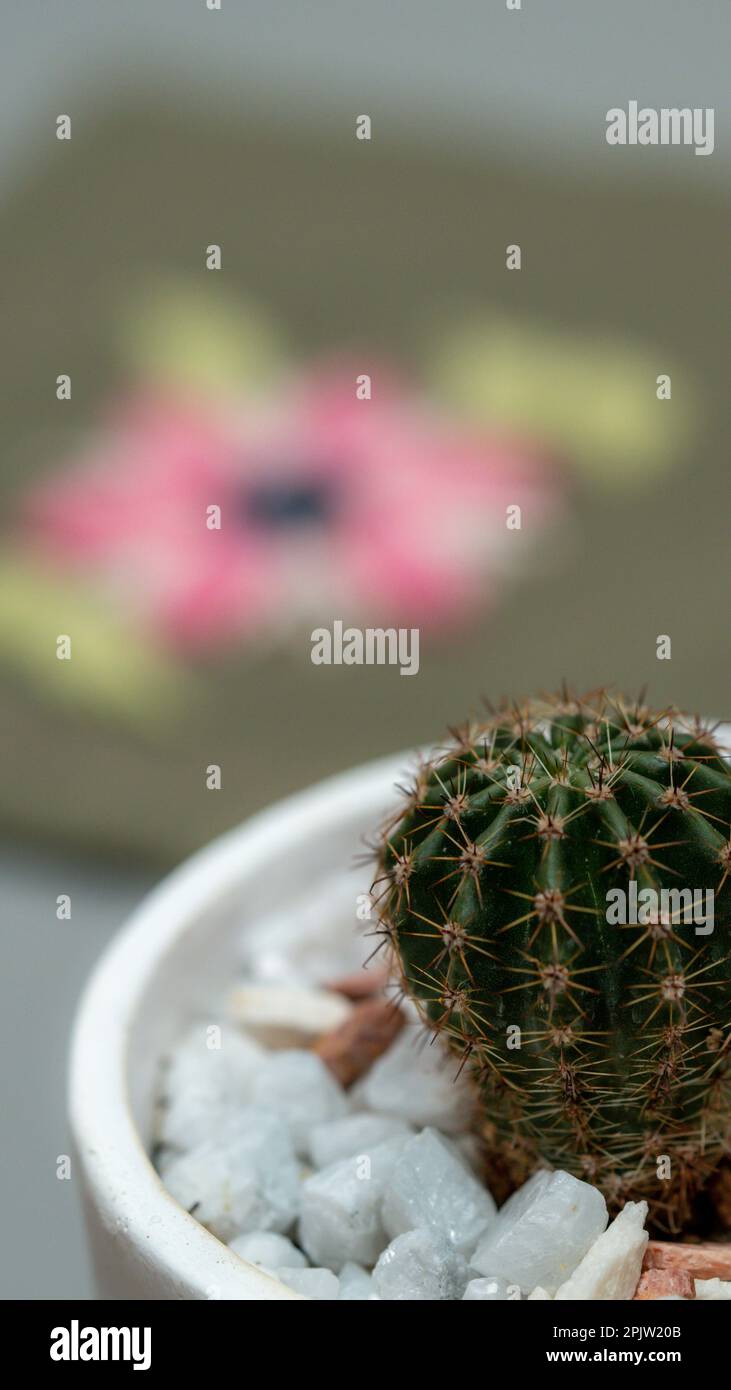 Cactus in flowerpot on the table. Selective focus. Stock Photo