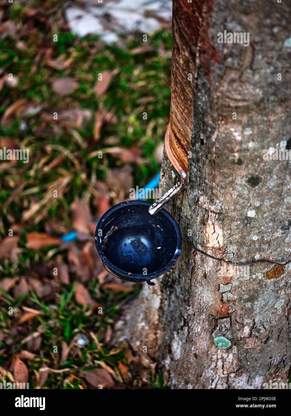 Rubber is harvested in the form of the latex from the rubber tree. Stock Photo