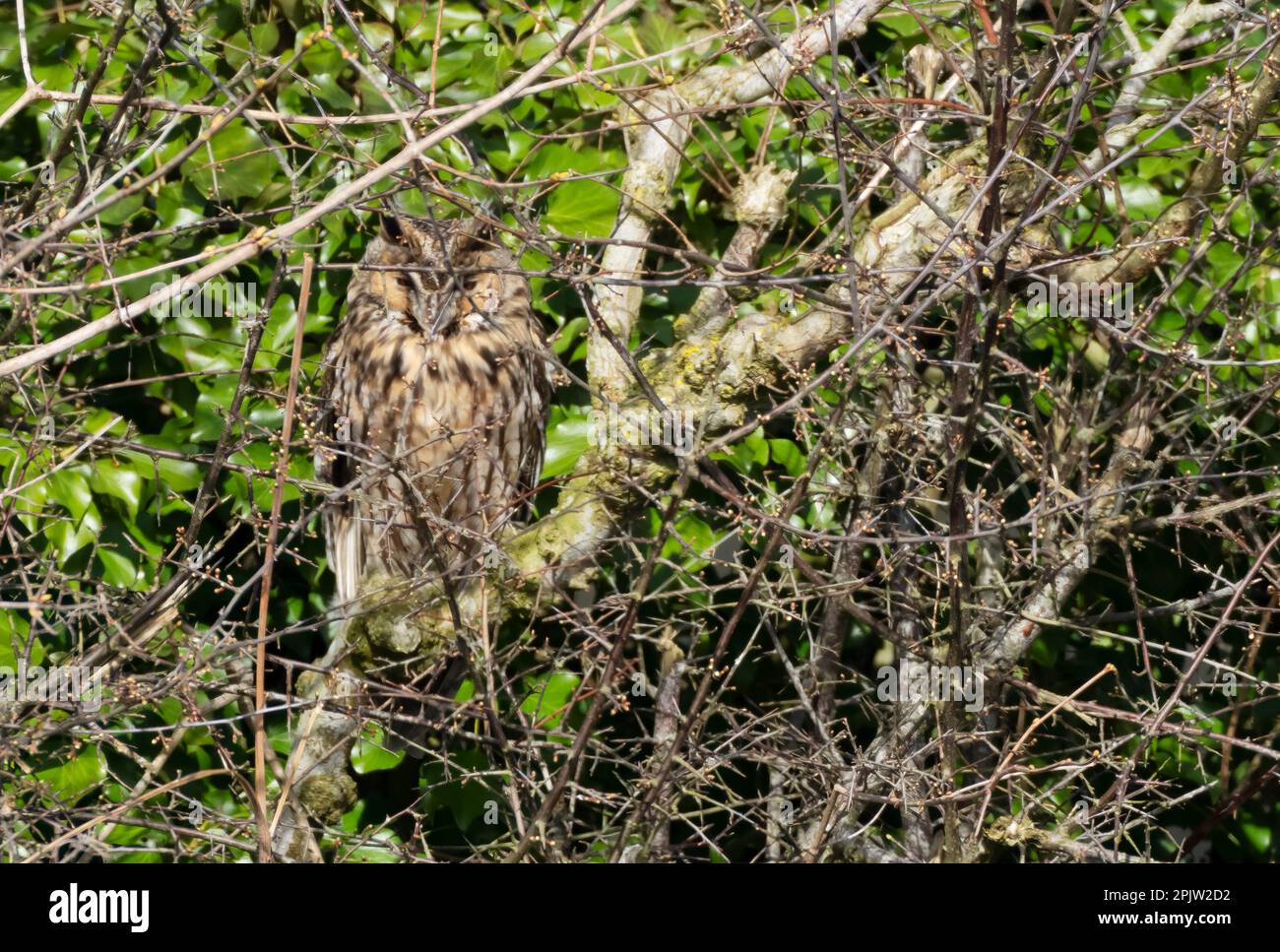 A wild Long-eared owl (Asio otus) roosting during daytime, Norfolk Stock Photo