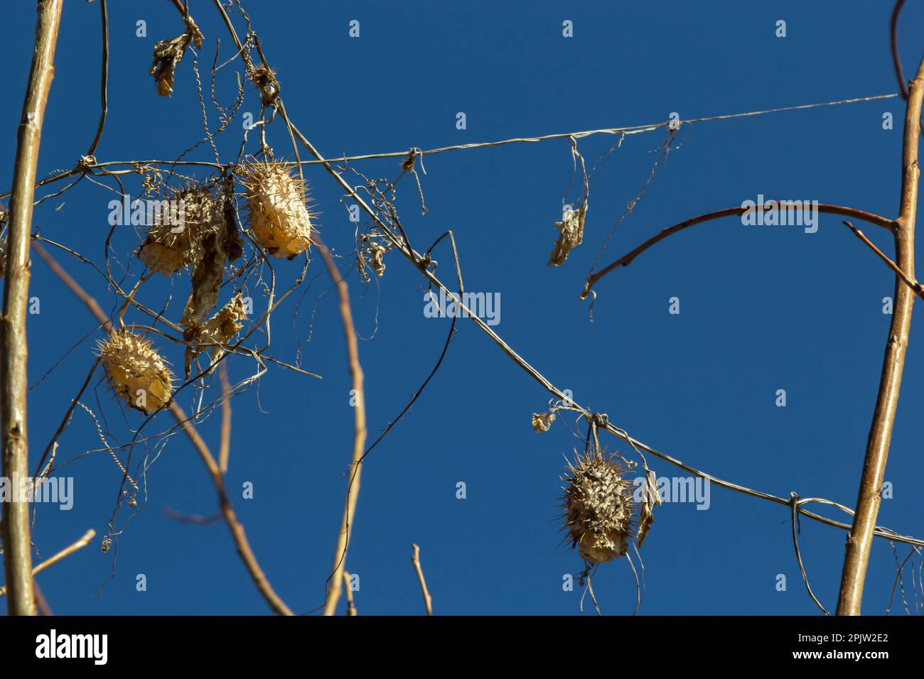 Dry spiny lobe Echinocystis lobata in winter. Dry fruits with seeds overwinter hanging on the branches of bushes. Stock Photo