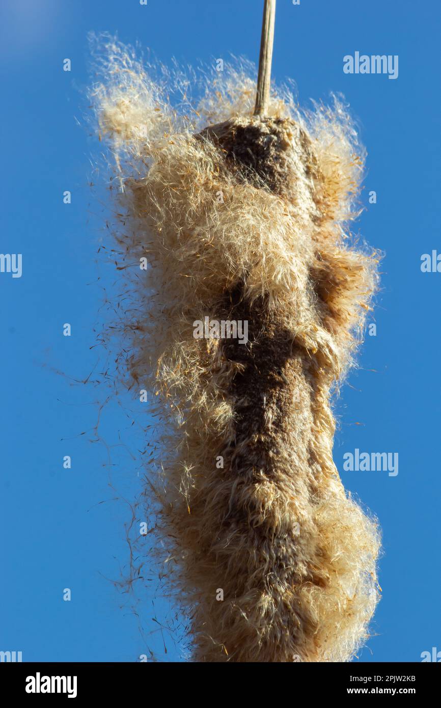 Cattails bulrush Typha latifolia beside river. Closeup of blooming ...