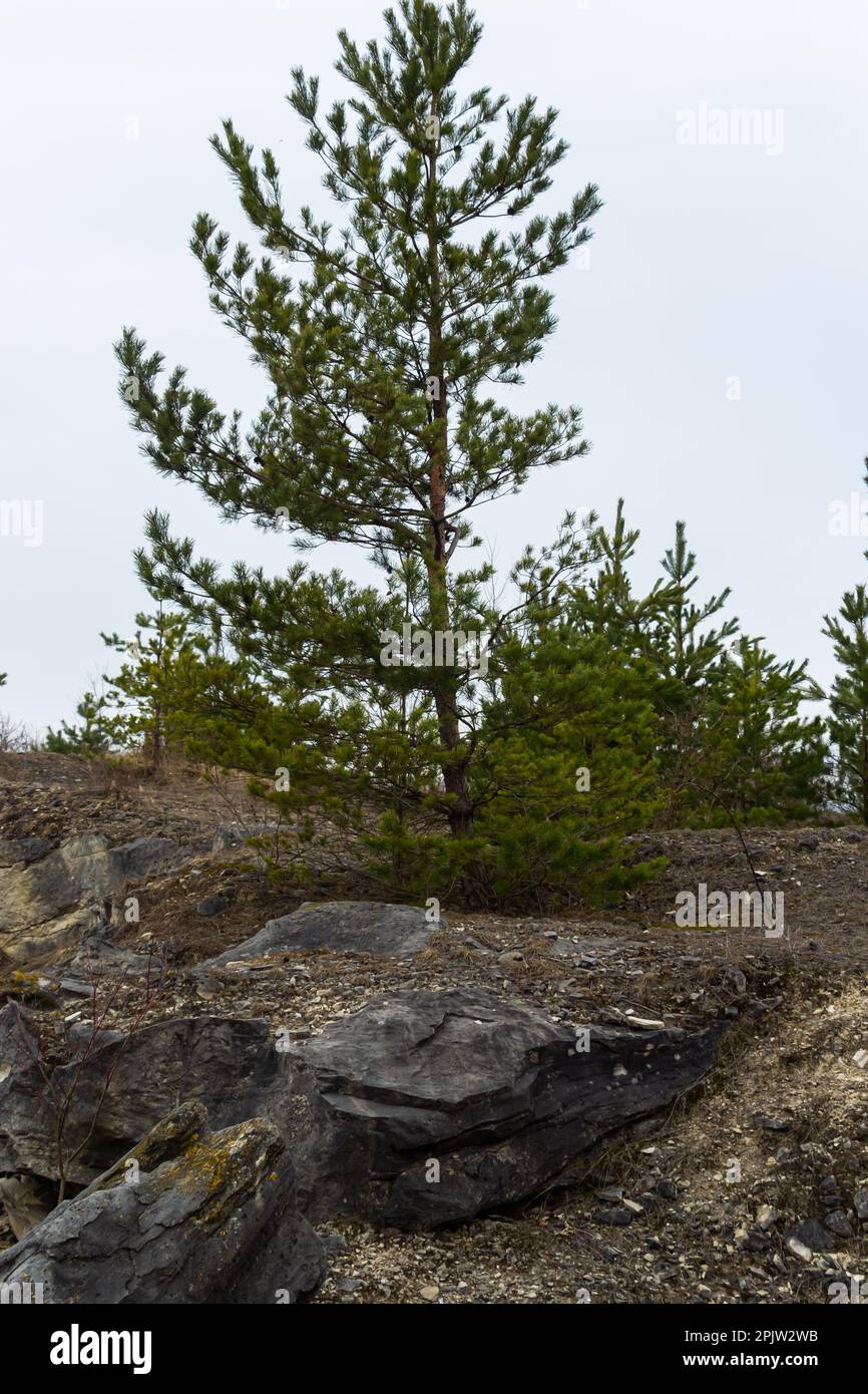Small pine tree. small green spruce grows on a stone against the