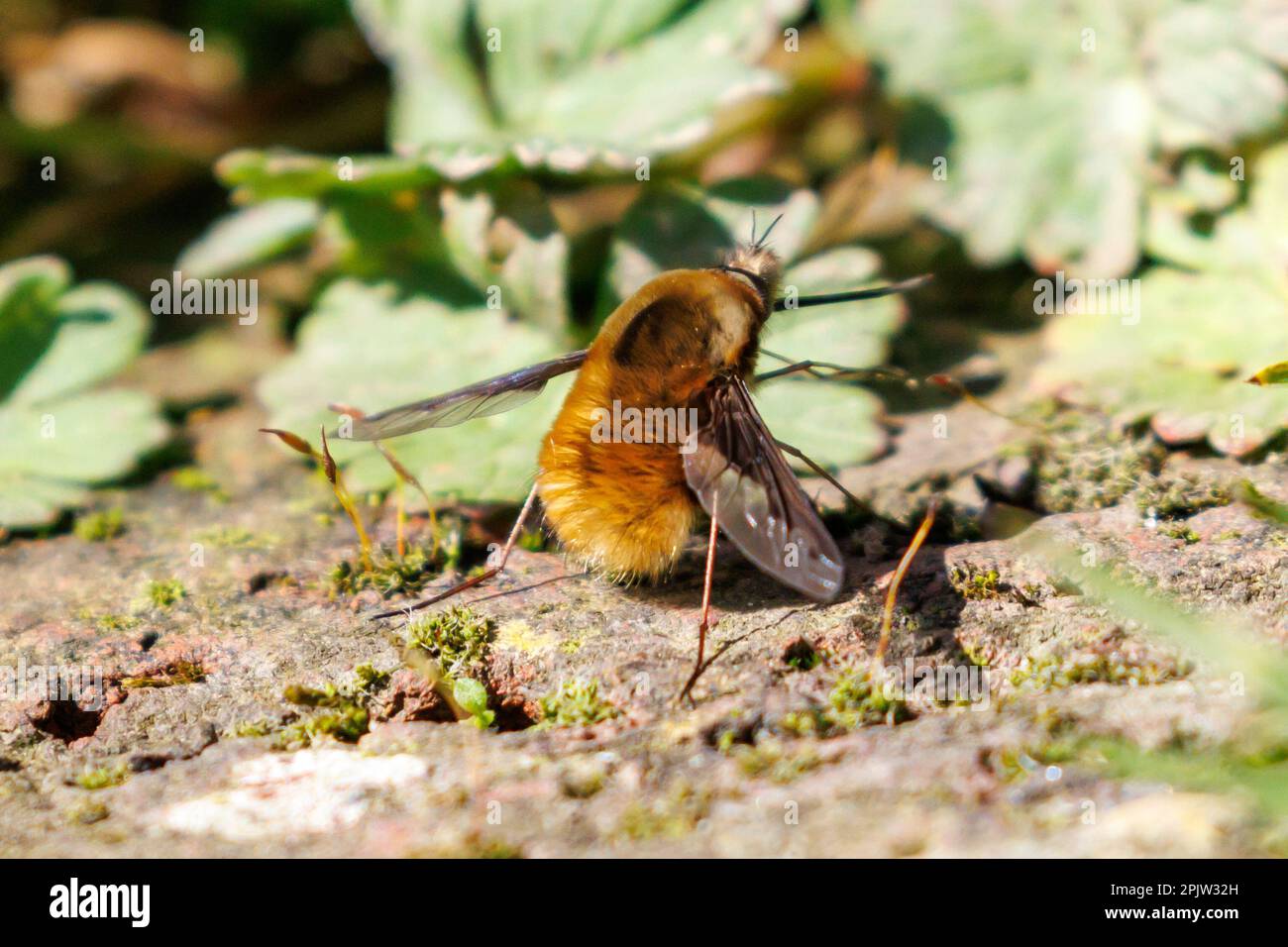 Dark-edged bee-fly (Bombylius major) feeding, Sussex, UK Stock Photo