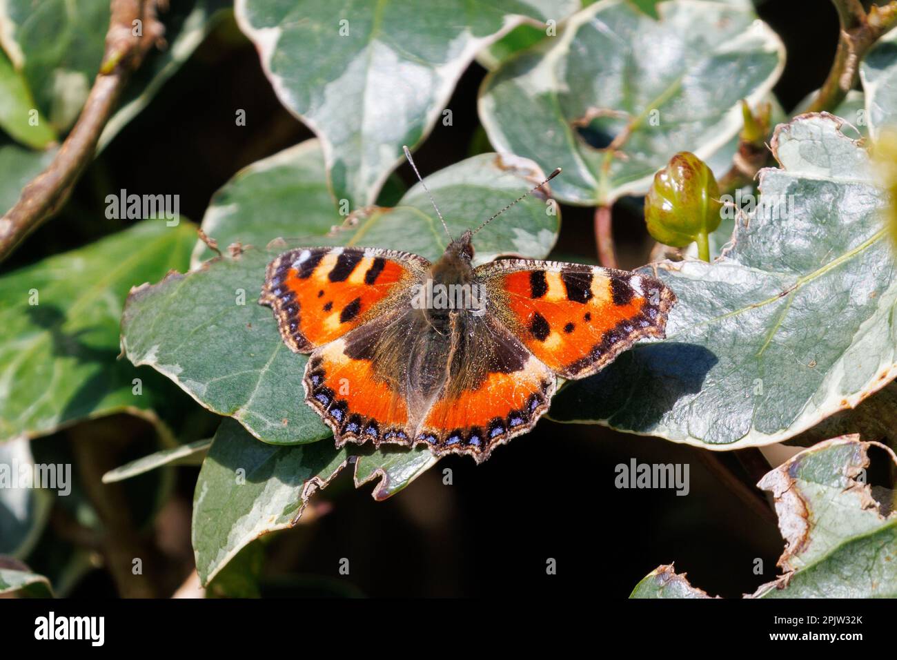 Small tortoiseshell butterfly (Aglais urticae) on Ivy leaves, Sussex, UK Stock Photo