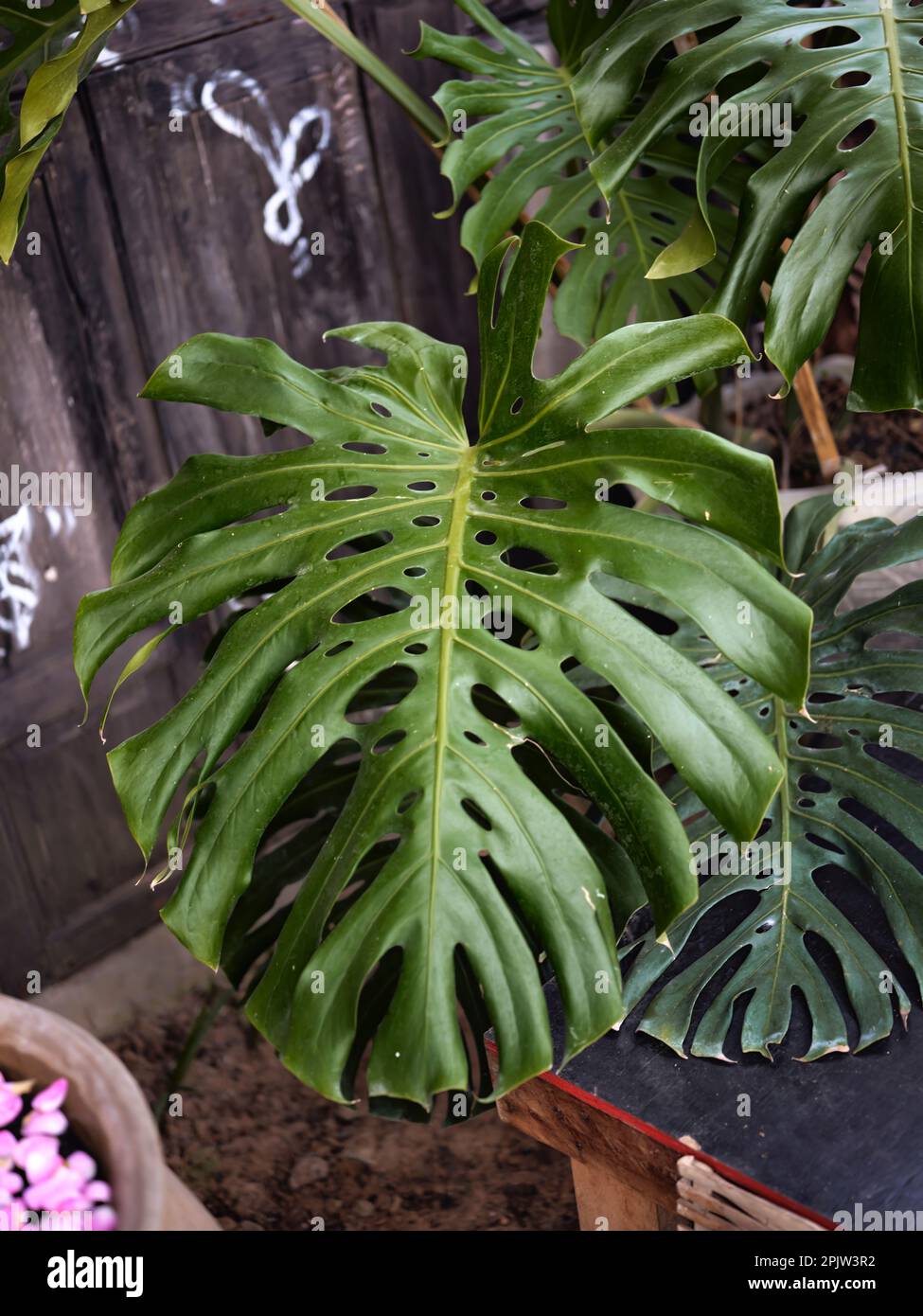 Green leaves of Monstera plant growing in wild, the tropical forest plant in garden Stock Photo