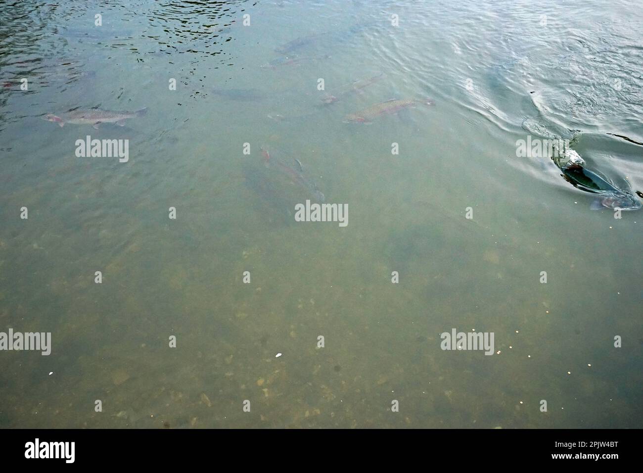 Feeding wild Trout fish in crystal clear lake Stock Photo