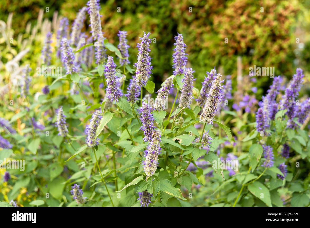 Korean Mint Agastache rugosa flower blossom Stock Photo Alamy