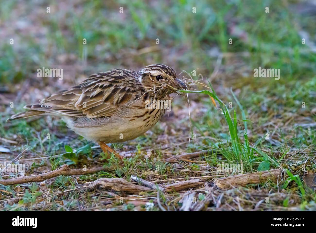 Northern chickadee bird foraging on the forest floor Stock Photo