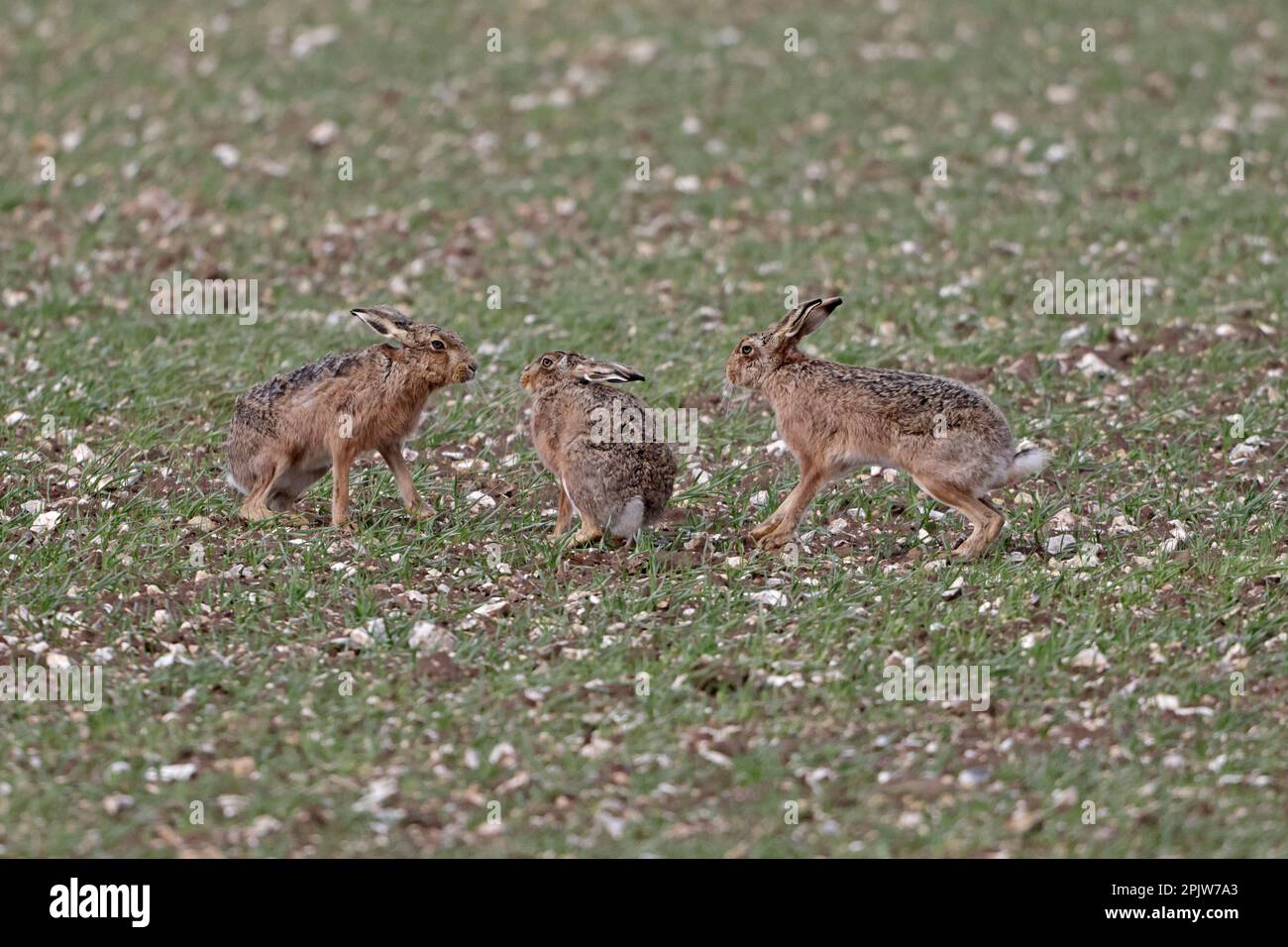 Brown Hares chasing each other in Norfolk UK Stock Photo