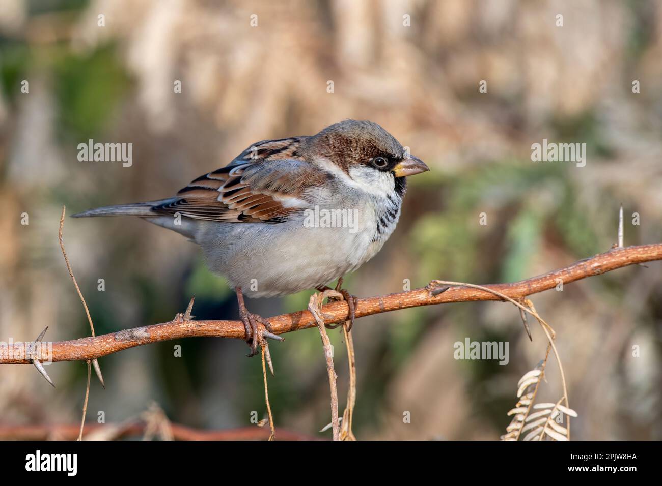 House sparrow (Passer domesticus) observed near Nalsarovar in Gujarat, India Stock Photo
