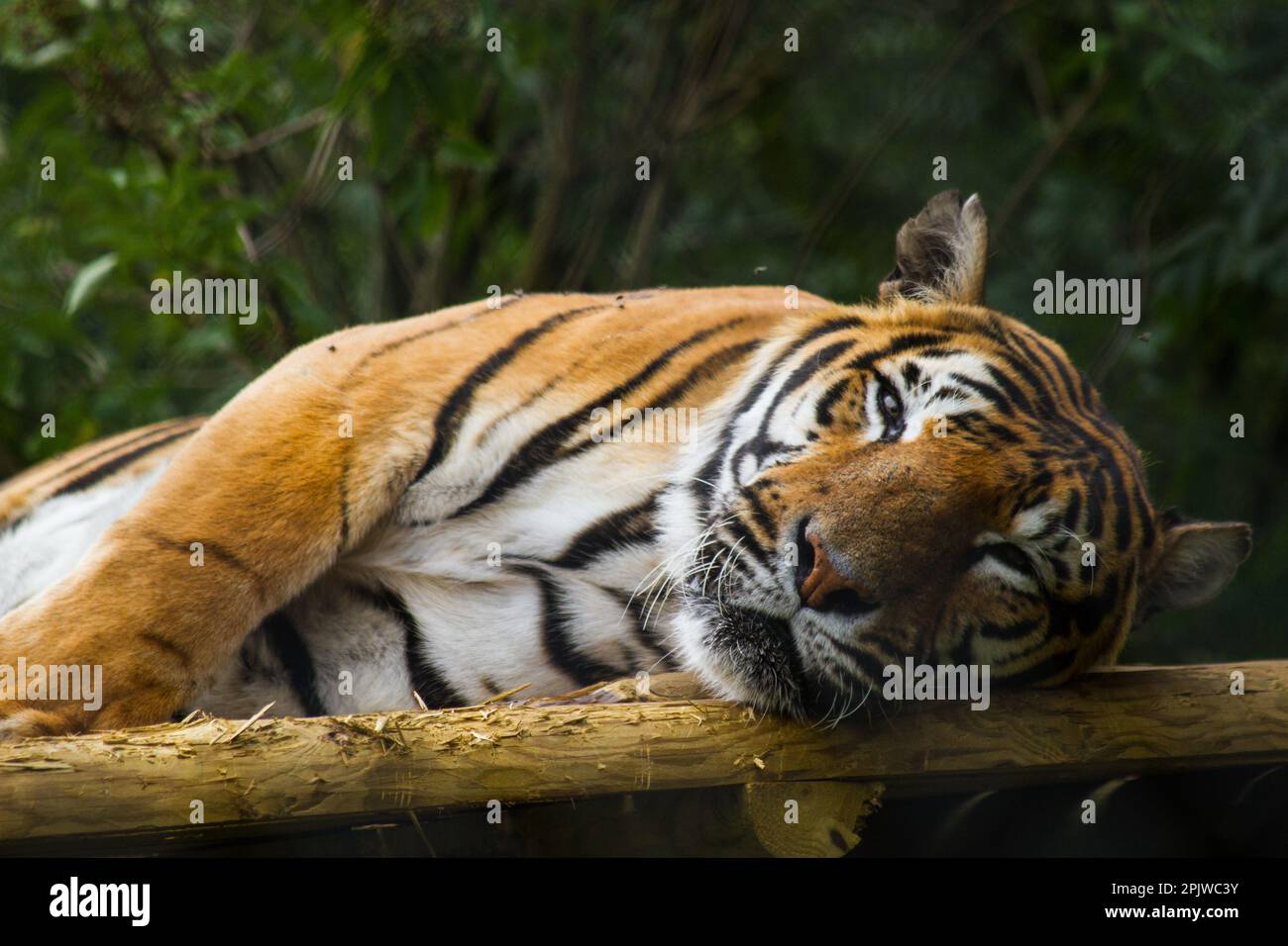 A majestic Bengal tiger resting its head on a branch Stock Photo