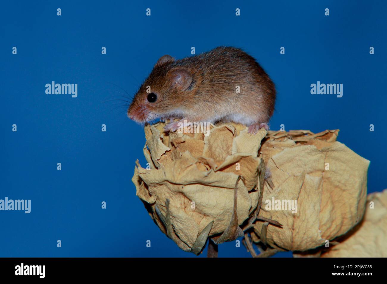Harvest mouse on dried plant Stock Photo