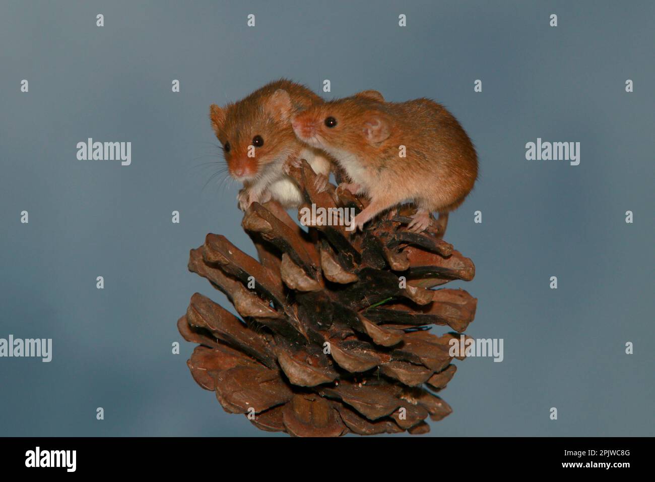 Harvest mice on acorn Stock Photo