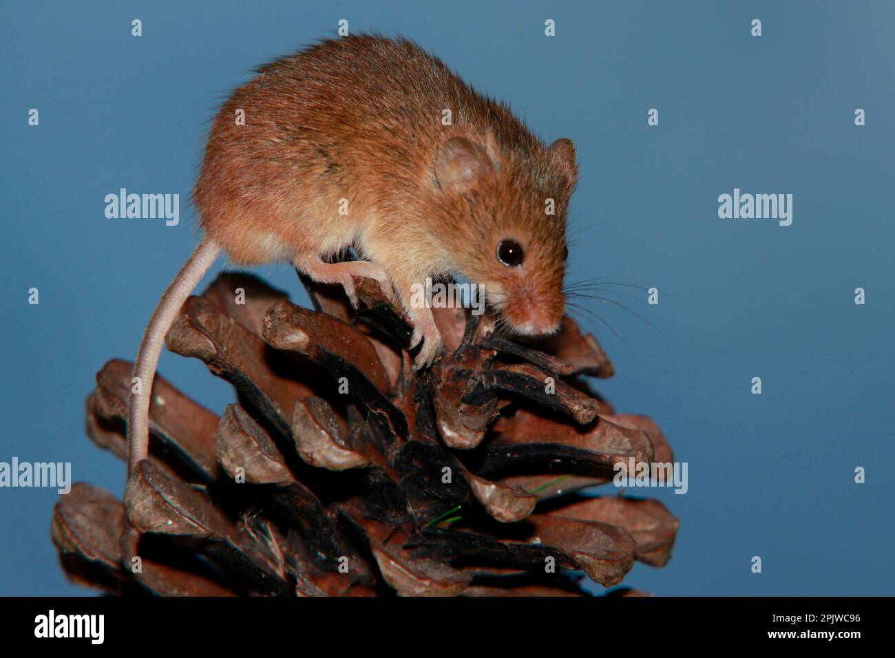 Harvest mouse on acorn Stock Photo