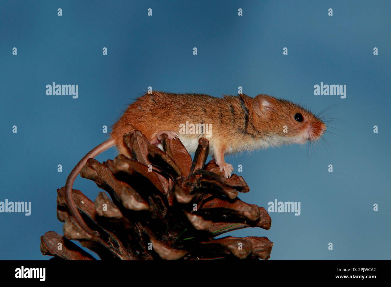 Harvest mouse on acorn Stock Photo