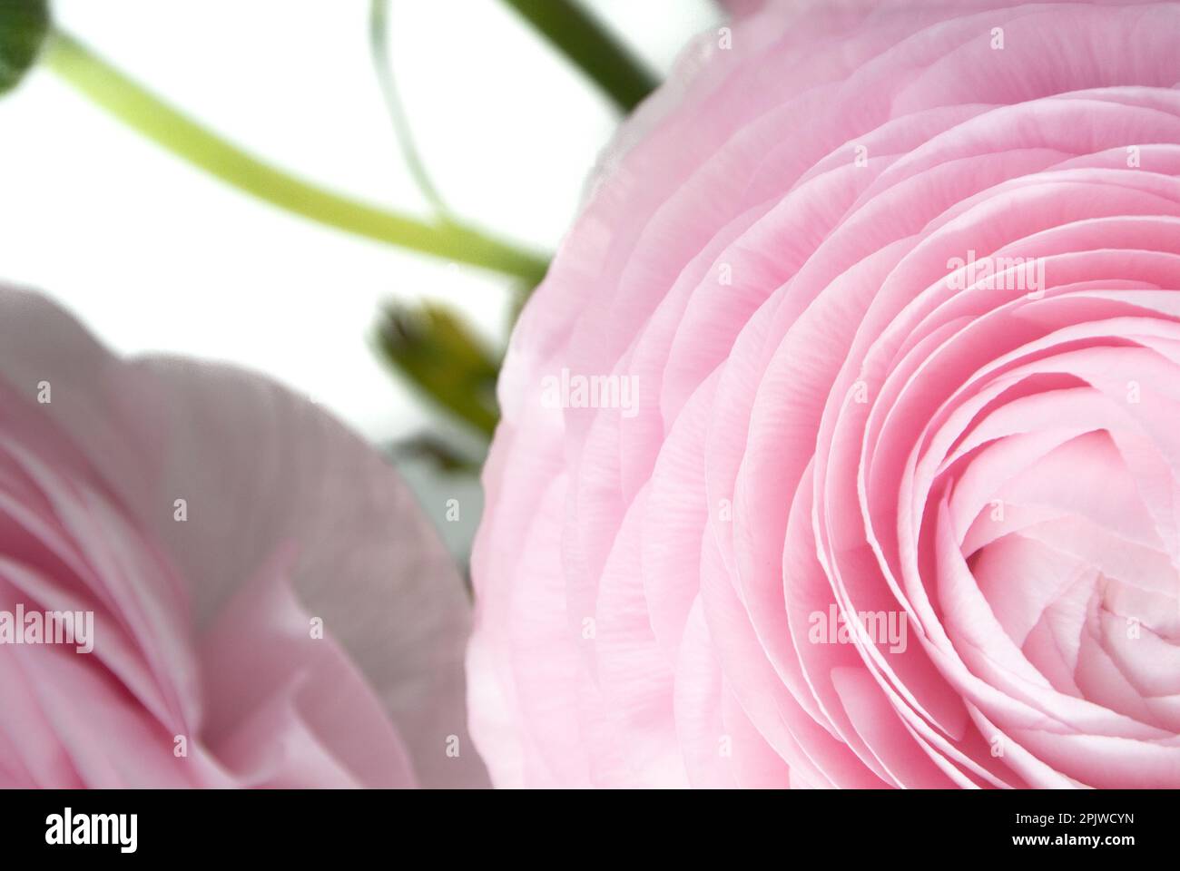 Pink Ranunculus flowers with white background Stock Photo