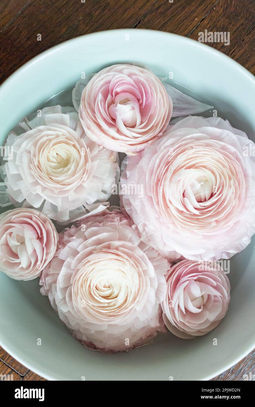 Close up of Pink Ranunculus flowers Stock Photo