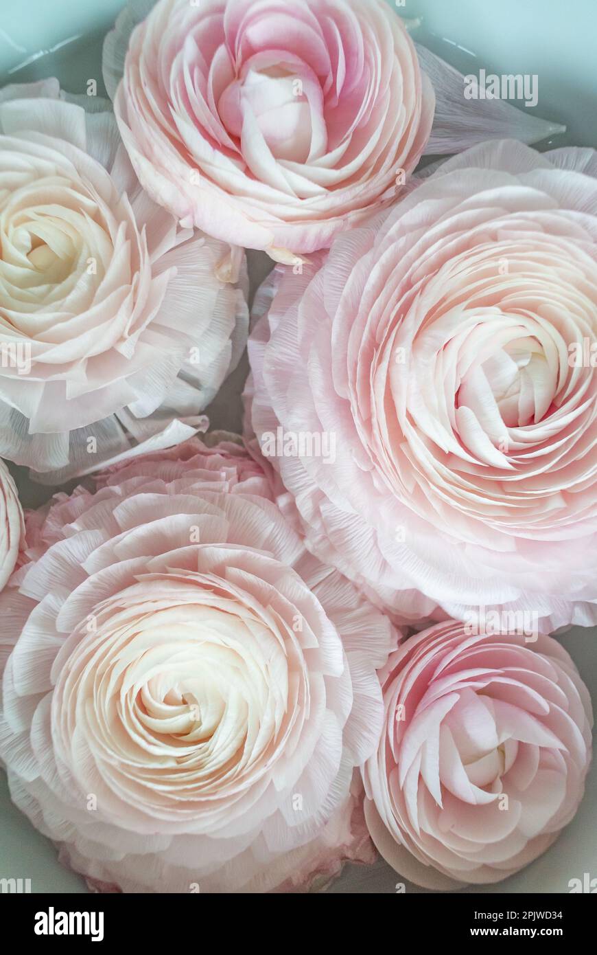Close up of Pink Ranunculus flowers Stock Photo