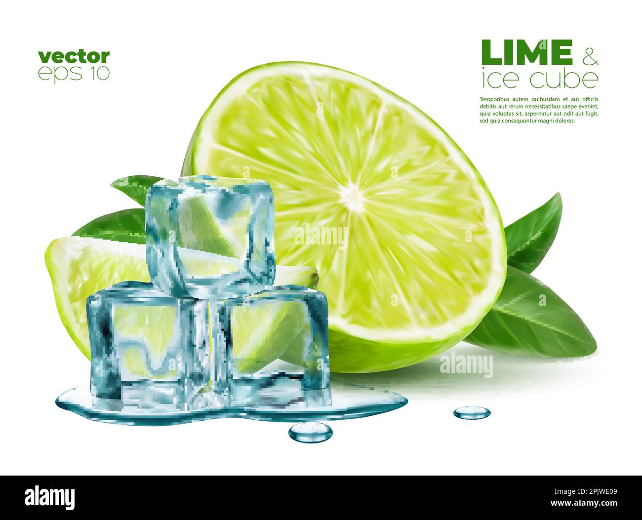 Realistic lime fruit with melting ice cubes and fresh leaves of mint or