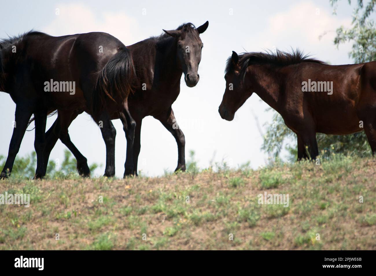 WIld horses, bright and free roaming in their own habitat – grazing, galloping or taking a siesta in the shade of the trees. Stock Photo