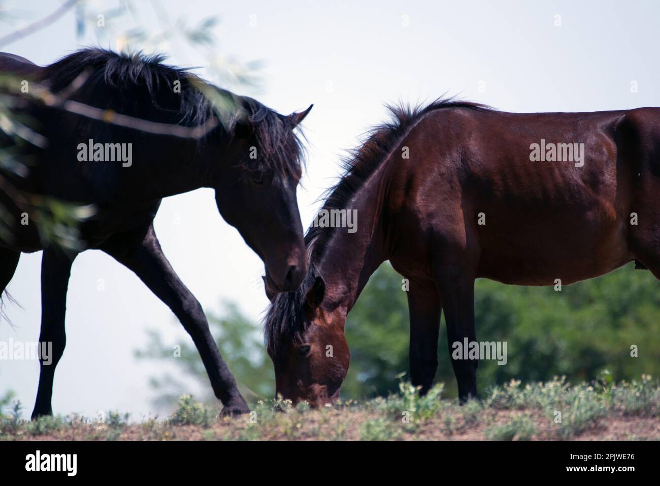 WIld horses, bright and free roaming in their own habitat – grazing, galloping or taking a siesta in the shade of the trees. Stock Photo