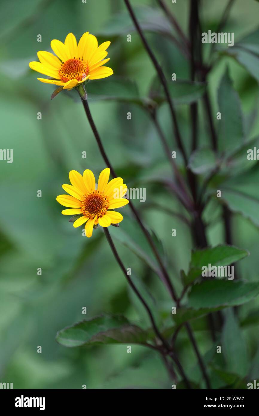 false sunflower, Heliopsis helianthoides scabra Summer Nights, yellow daisy-like flowers, brown centres Stock Photo