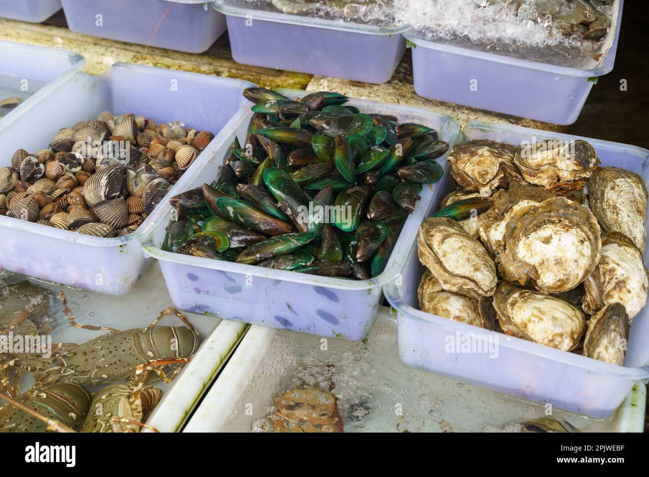 Fresh raw oysters seashells and black mussels for sale on fish market