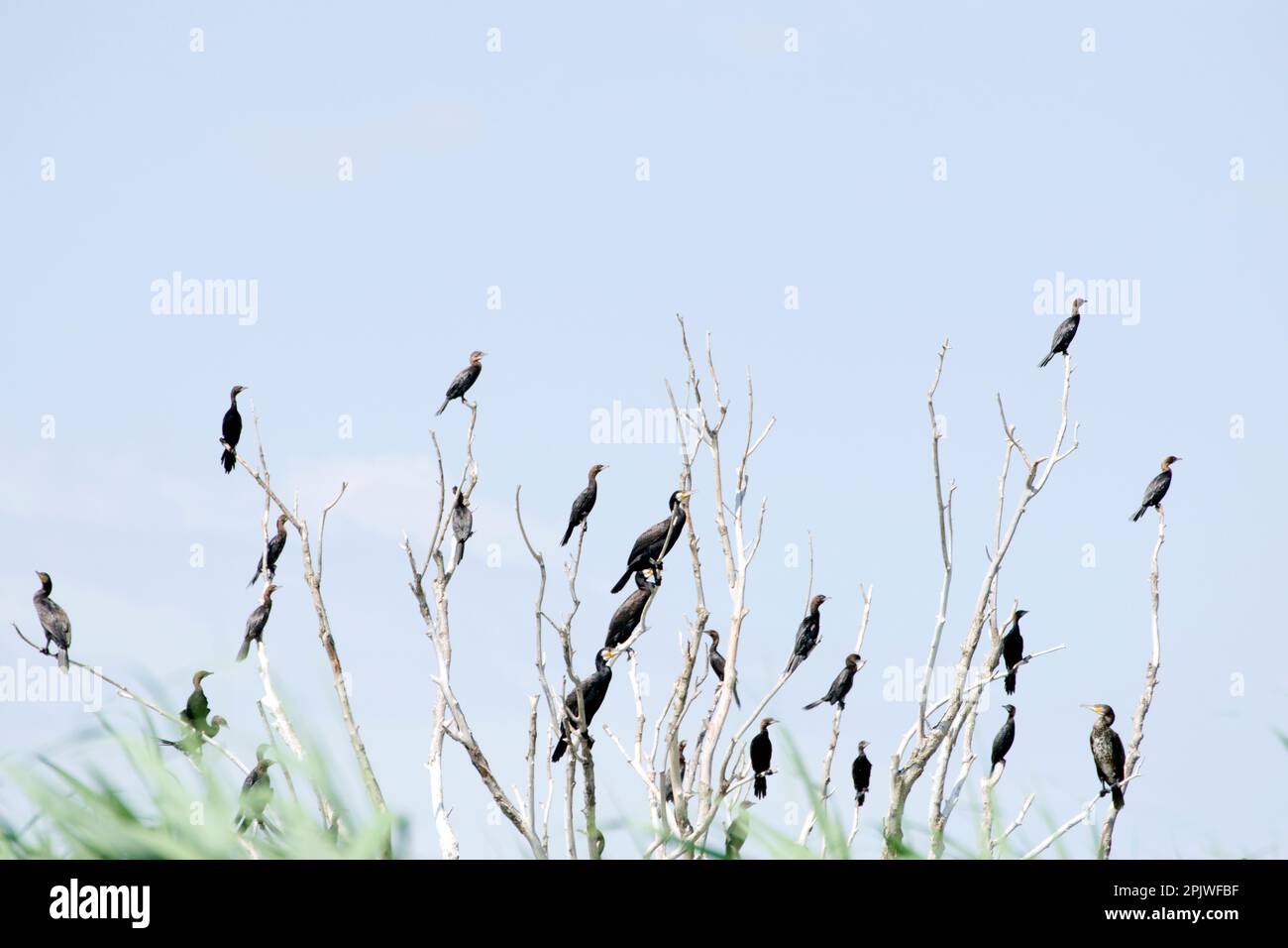 A flock of cormorants, large diving birds with long neck, hooked bill, short legs sitting on the branches of a dry tree in the Danube Delta. Stock Photo