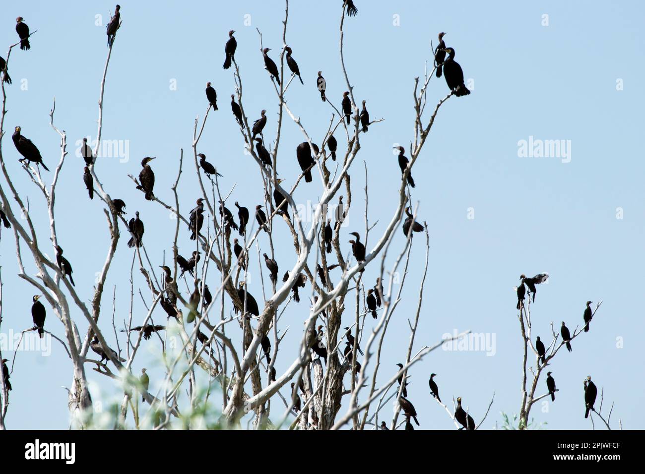 A flock of cormorants, large diving birds with long neck, hooked bill, short legs sitting on the branches of a dry tree in the Danube Delta. Stock Photo