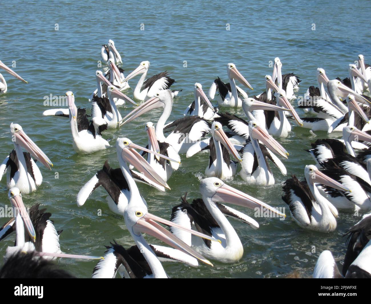What Do You Call A Group Of Pelicansnull