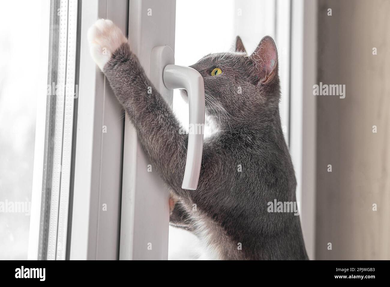 Two cats look out through window at the birds. Domestic cats want to catching bird, attack