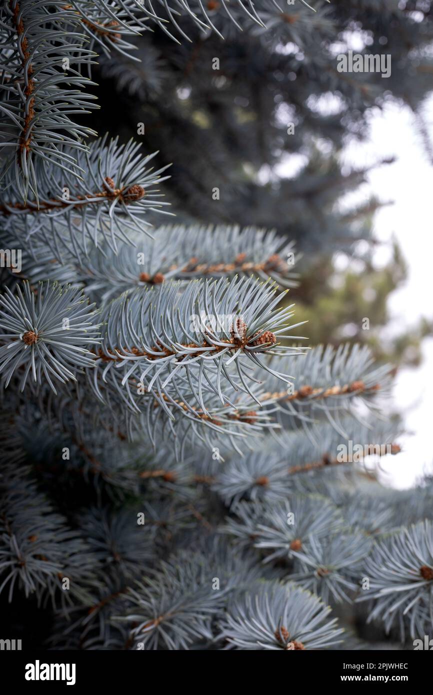 Blue Spruce, Picea Pungens branch. Blue-green colored needles coniferous tree. Fir tree branches close-up view. Stock Photo